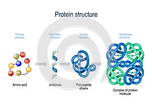 Levels of protein structure from amino acids to Complex of protein molecule photo